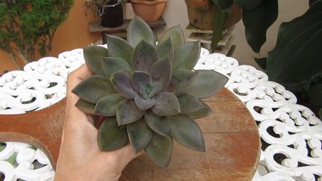 #Suculentadodia! | Echeveria Tinta