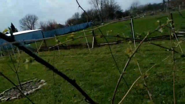 Обрезка ежевики весной. Весна 2021. смотреть онлайн