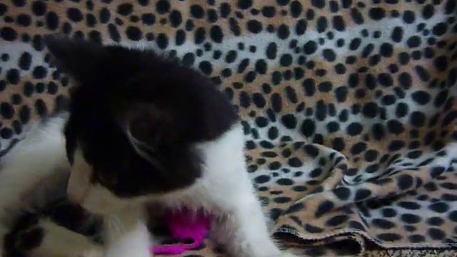 Девочка Кася около 3 мес смотреть онлайн