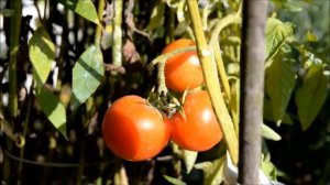 Томат "Сибирский скороспелый"  в открытом грунте