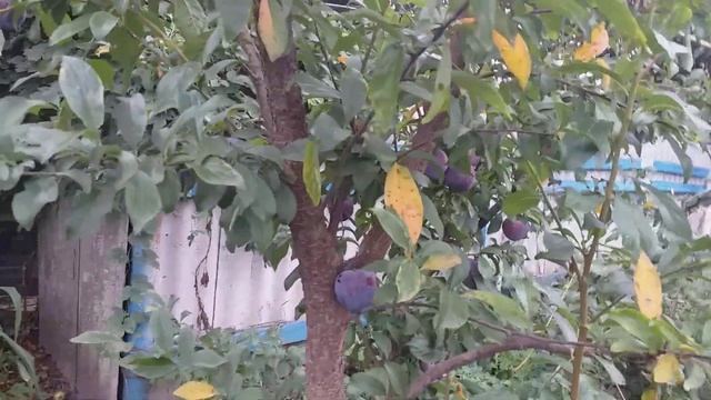 Диплоидная слива сорт Блек Стар (plum Black Star). Обзор и дегустация смотреть онлайн