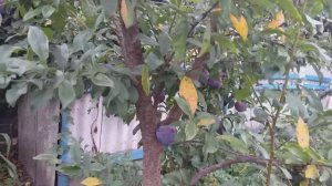 Диплоидная слива сорт Блек Стар (plum Black Star). Обзор и дегустация