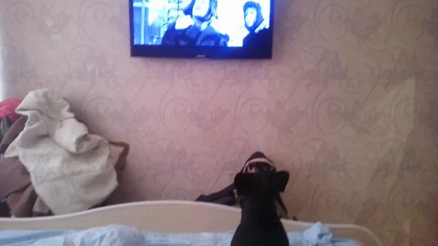 Французский бульдог смотрит телевизор смотреть онлайн