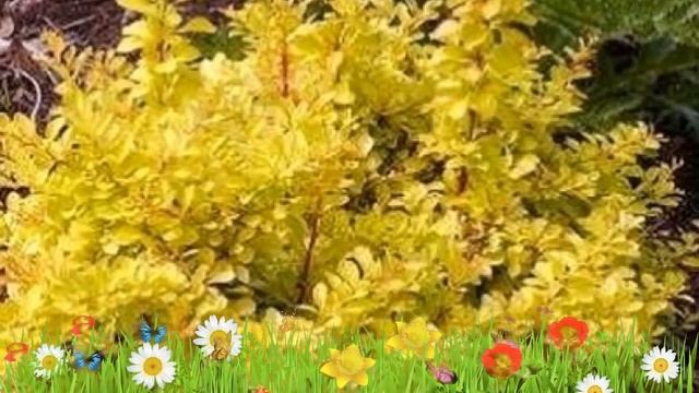 Барбарис тунберга Диаболикум ? Обзор: посадка и уход. саженцы барбариса: описание и особенности смотреть онлайн