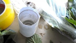 Гортензия, укоренение, укоренение в воде, способ №2.