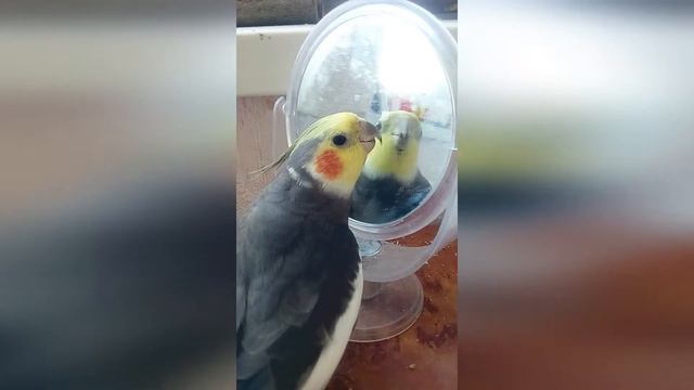 попугай корелла свистит смотреть онлайн