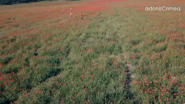 Поля маков в Крыму, Когда цветут маки в Крыму, маковые поля где? смотреть онлайн