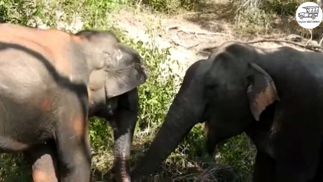 Elephant Mating || Preparing For Mating Before Mating With The Elephant @ceylonwildsafari1294