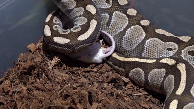 Lesser Ball Python Kills & Eats Live Mouse / Warning Live Feeding смотреть онлайн