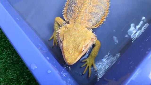 Купание ящериц. Как правильно купать бородатую агаму. Лайфхак с ромашкой. смотреть онлайн