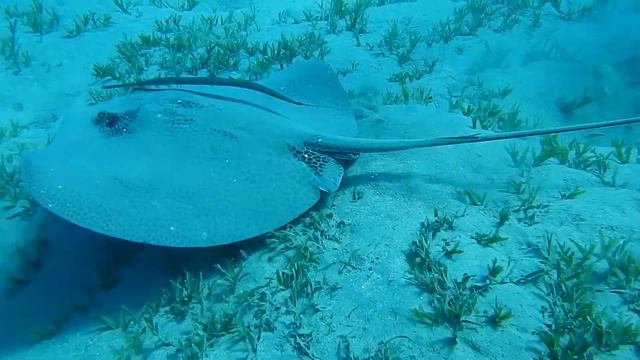 Кино-охота за электрическим скатом. Красное море, Марса Алам 10.2014 смотреть онлайн
