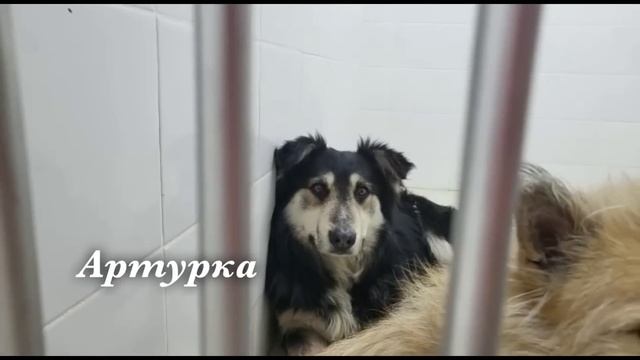 Их везли усыплять | Спасение собак, которым оставалось жить пару часов смотреть онлайн