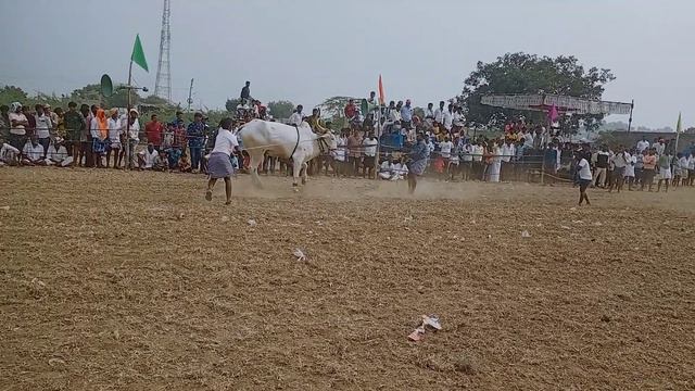 potlapadu dhaniyal gaari Khilari bull's | power full Jodi | Cort entry sence | kiruppala poteelu || смотреть онлайн