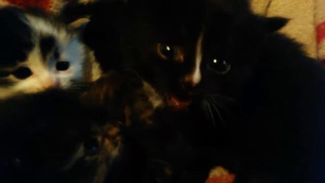 Котята-змеюки, шипят, аки ползучие )))) но такая милота )))) смотреть онлайн