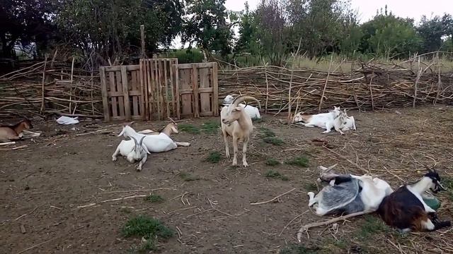 Что лучше, сразу много или постепенно, но уверенно... смотреть онлайн