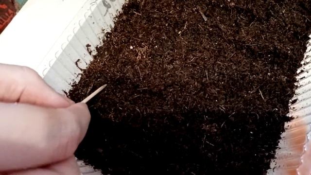 Посев Целозии и Цинерарии смотреть онлайн