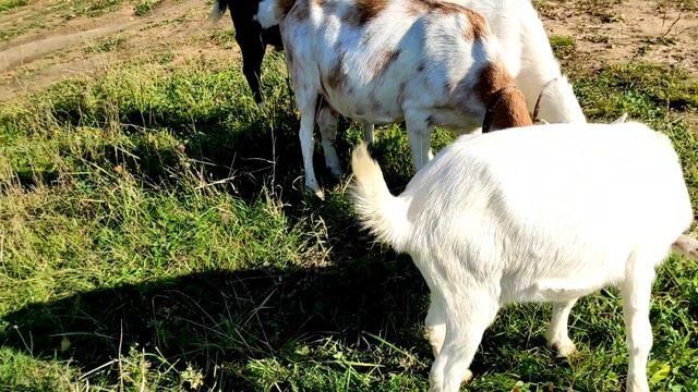Муж порадовал.Про посылку.Куда дела деньги.В зиму родим.Хотела резать Туниса смотреть онлайн