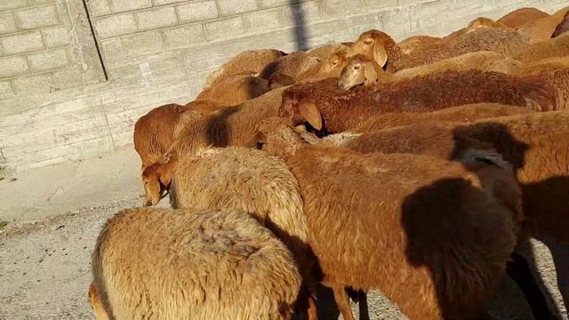 43 баш кызыл козулар чыкты. тел: 0772 129 565 смотреть онлайн