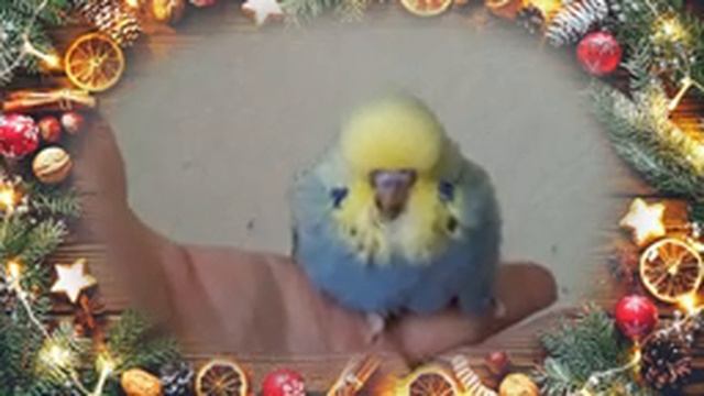 ? Учим попугая говорить. Урок № 44: "С Новым Годом!" смотреть онлайн