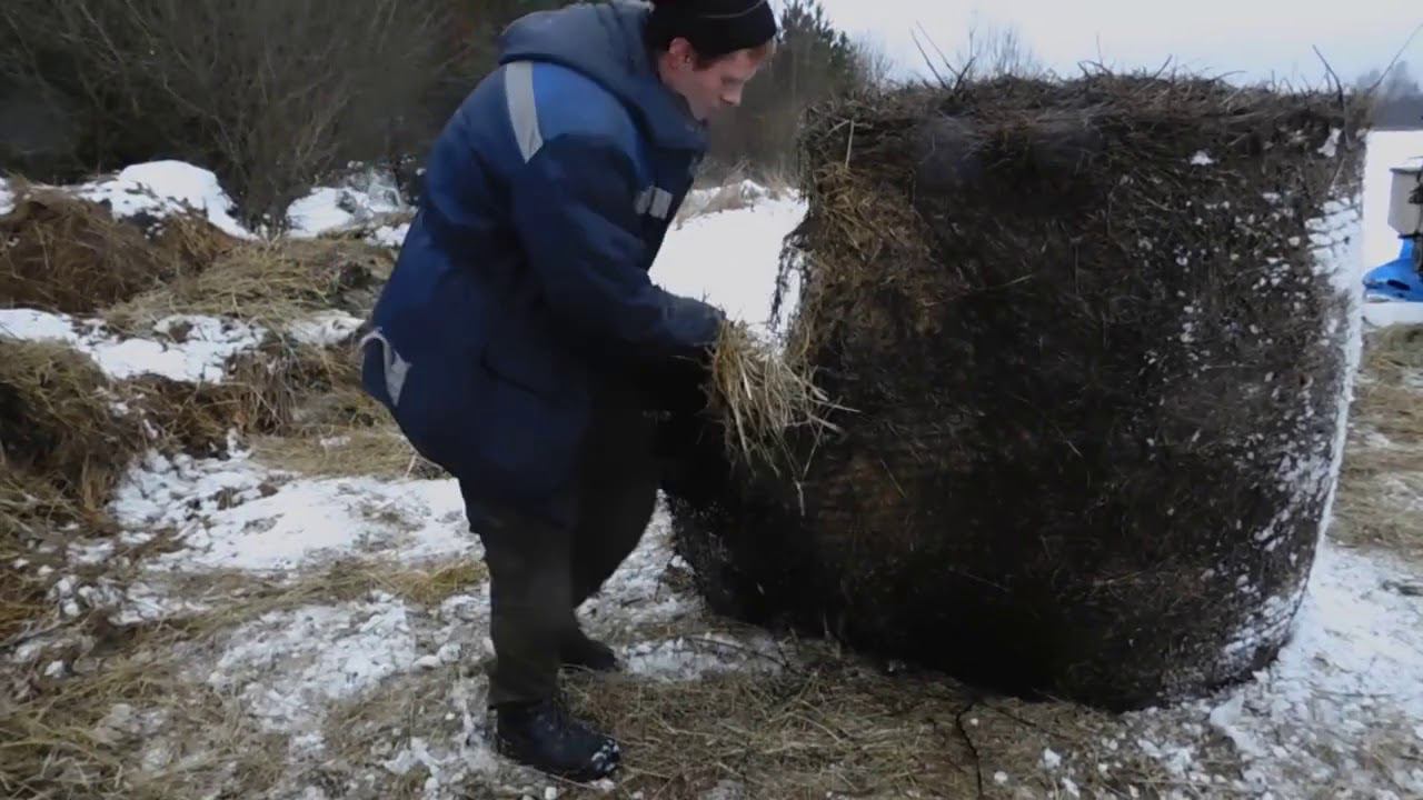 Как сохранились рулоны сена под сеткой в поле? Сколько отходов от сена? смотреть онлайн