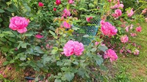 15 июня 2023 г. Царская роза сорта #ИвПьяже (Yves Piaget)