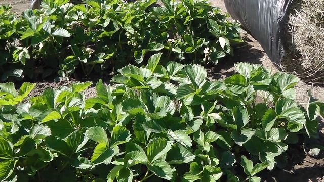 МУЛЬЧИРОВАНИЕ КЛУБНИКИ. ЧЕМ И КАК МУЛЬЧИРОВАТЬ КЛУБНИКУ смотреть онлайн