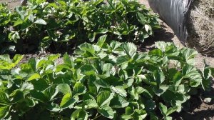 МУЛЬЧИРОВАНИЕ  КЛУБНИКИ. ЧЕМ И КАК  МУЛЬЧИРОВАТЬ КЛУБНИКУ