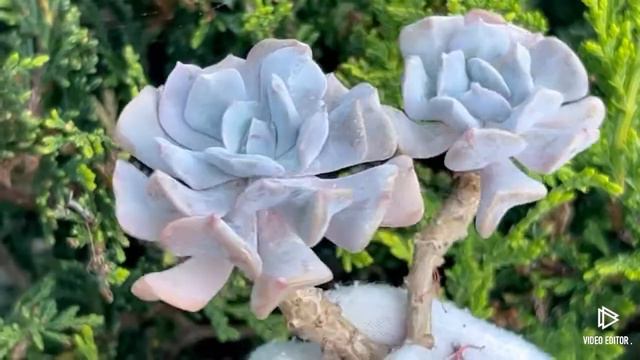 Echeveria Cubic Frost смотреть онлайн