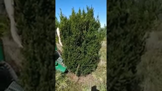 Taxus x media 'Hillii' 250cm смотреть онлайн