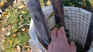 Киви самоплодный сорт. Первая зимовка. Kiwi is a self-fertile variety. First wintering.