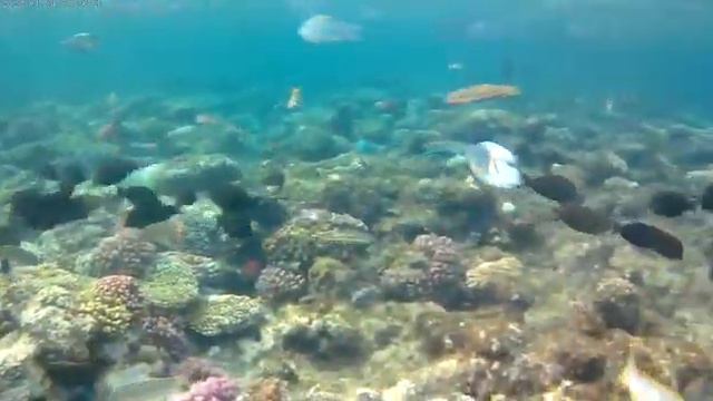 Rixos Seagate обзор рифа