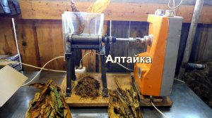 Табакорезка Алтайка, _Иван Тырышкин.