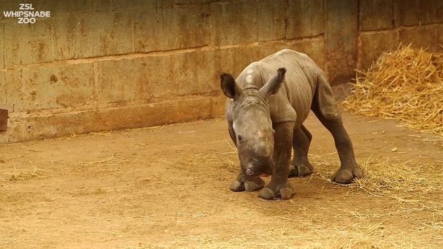 Meet Nandi, our Southern white rhino calf смотреть онлайн