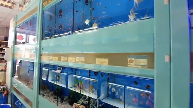 Дискусы у Майка Diskus Paradies 2 смотреть онлайн