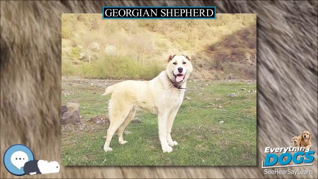 Georgian Shepherd 🐶🐾 Everything Dog Breeds 🐾🐶 смотреть онлайн