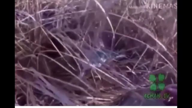 А Я Думала Сова смотреть онлайн