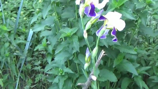 05.06.23р.Плаття,плаття,плаття я їх так люблю? смотреть онлайн