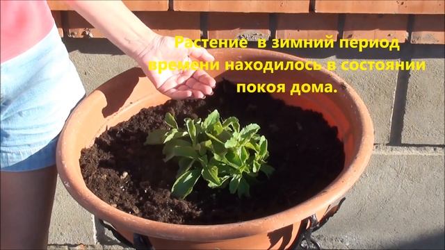 Стевия и наши наблюдения. смотреть онлайн