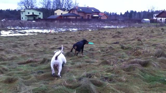 Гостиница для собак Villa Berta смотреть онлайн