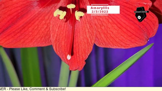 #amaryllis In Full #bloom - #catshobbycorner смотреть онлайн