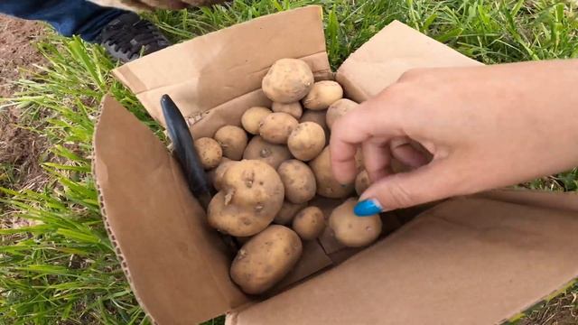 На даче в конце мая. Сажаем "Золотую" картошку и обычную из магазина. смотреть онлайн