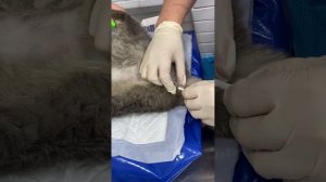 Механическое опорожнение мочевого пузыря у животных