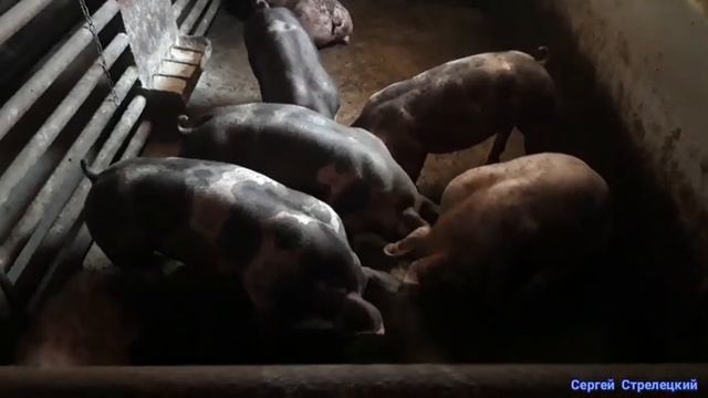 Кормление свиней зерном с поля! Результаты СУПЕР! смотреть онлайн