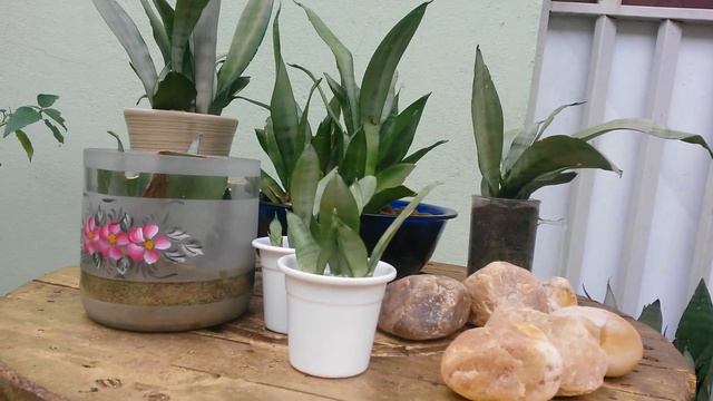 Sansevieria Trifasciata 