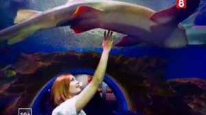 Реклама мобильного сервиса 0976 на "8 канале"