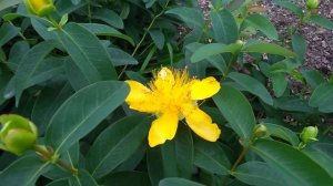 Зверобой в саду