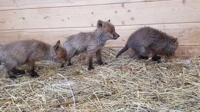 Лисы из Новолисья. Лисята кушают. смотреть онлайн