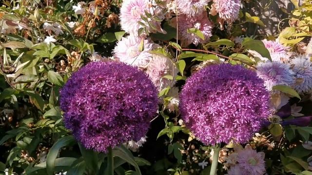 Best plants for insect pollinators: Allium " Ambassador ", one of the biggest Allium flower heads смотреть онлайн