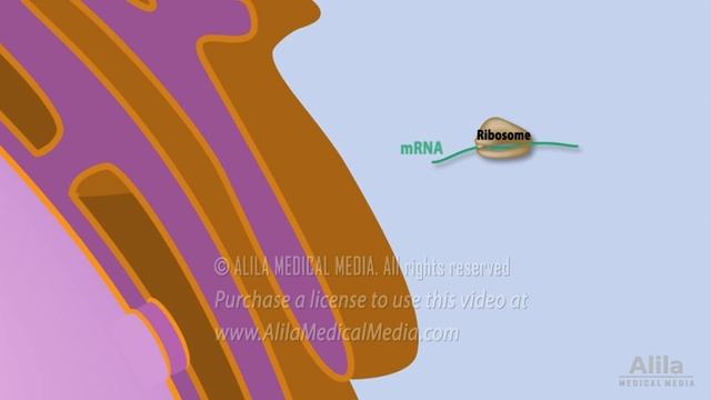 Cell Structure And Functions, Animation