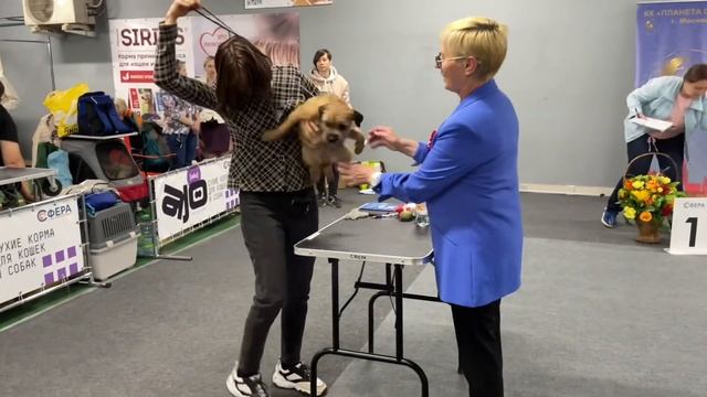 28.05.2023, выставка «Бордер терьер» ранга КЧК, Москва смотреть онлайн